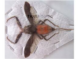 Attēlu rezultāti vaicājumam “Nepa cinerea”