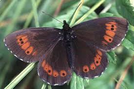 Attēlu rezultāti vaicājumam “Erebia ligea upperside”