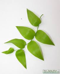 Attēlu rezultāti vaicājumam “Polygonatum multiflorum  leaf”