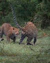 Attēlu rezultāti vaicājumam “Lycogala leopardinum young”