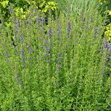 Image result for Ysop