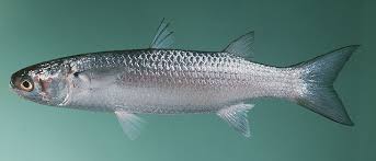 Image result for Crenimugil seheli