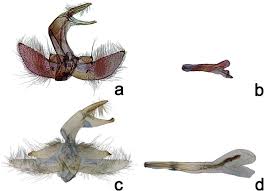 Attēlu rezultāti vaicājumam “Catoptria verellus”
