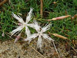 Attēlu rezultāti vaicājumam “Dianthus arenarius leaf”