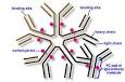 IgM (<b>rheumatoid factor</b> can