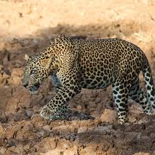 Image result for Яла заповедник