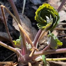 Attēlu rezultāti vaicājumam “Aquilegia vulgaris bud”