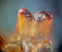 Attēlu rezultāti vaicājumam “exuvia”