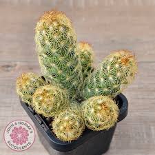 Attēlu rezultāti vaicājumam “Dienerella elongata”