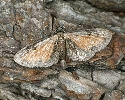 Attēlu rezultāti vaicājumam “Eupithecia icterata”