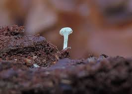 Attēlu rezultāti vaicājumam “Cudoniella acicularis”