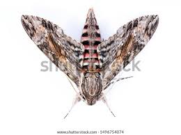 Attēlu rezultāti vaicājumam “Agrius convolvuli”