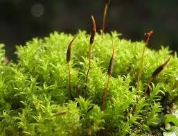 Attēlu rezultāti vaicājumam “Barbula convoluta sporophyte”