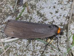 Attēlu rezultāti vaicājumam “Atolmis rubricollis”