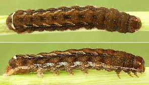 Attēlu rezultāti vaicājumam “Diarsia brunnea”
