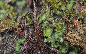 Attēlu rezultāti vaicājumam “Myurella julacea”