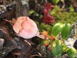 Attēlu rezultāti vaicājumam “Exobasidium vaccinii”