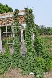 Attēlu rezultāti vaicājumam “Menispermum dauricum”