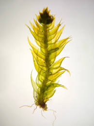 Attēlu rezultāti vaicājumam “Platygyrium repens”