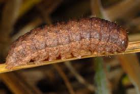 Attēlu rezultāti vaicājumam “Mythimna turca”