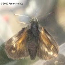 Attēlu rezultāti vaicājumam “Hesperia comma underside”