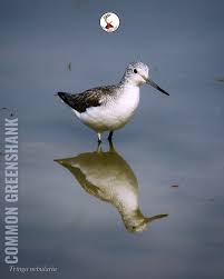 Attēlu rezultāti vaicājumam “Tringa nebularia”