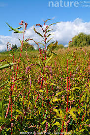 Attēlu rezultāti vaicājumam “Persicaria maculosa”