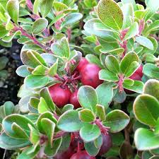 Attēlu rezultāti vaicājumam “Arctostaphylos uva-ursi”