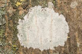 Attēlu rezultāti vaicājumam “Phlyctis agelaea”