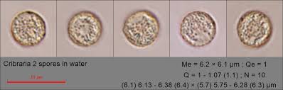 Attēlu rezultāti vaicājumam “Cribraria purpurea spores”