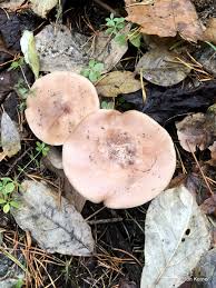 Attēlu rezultāti vaicājumam “Lepista nuda”