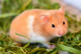 Image result for хомяк