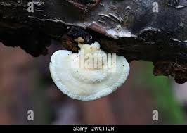 Attēlu rezultāti vaicājumam “Antrodiella”