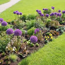 Attēlu rezultāti vaicājumam “Allium holandicum flower”