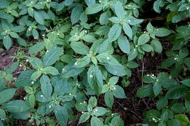 Attēlu rezultāti vaicājumam “Impatiens parviflora leaf”