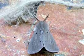 Attēlu rezultāti vaicājumam “Diaphora mendica female”