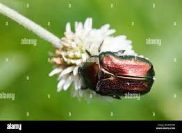 Attēlu rezultāti vaicājumam “Cetonia aurata imago”