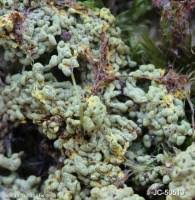 Attēlu rezultāti vaicājumam “Fuligo gyrosa spores”