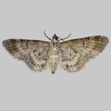 Attēlu rezultāti vaicājumam “Eupithecia linariata”