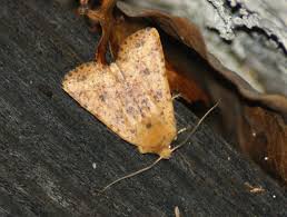 Attēlu rezultāti vaicājumam “Conistra rubiginea”