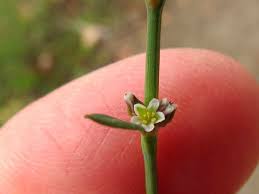 Attēlu rezultāti vaicājumam “Polygonum aviculare flower”