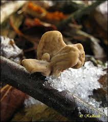 Attēlu rezultāti vaicājumam “Macrotyphula fistulosa var. contorta”