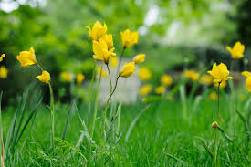 Attēlu rezultāti vaicājumam “Tulipa sylvestris”