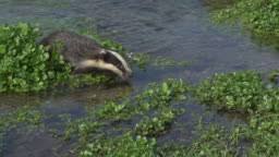 Attēlu rezultāti vaicājumam “Meles meles adult”