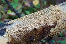 Attēlu rezultāti vaicājumam “Hyphodontia barba-jovis”