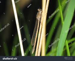 Attēlu rezultāti vaicājumam “Sympecma paedisca”