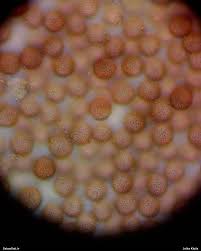 Attēlu rezultāti vaicājumam “Badhamiopsis scripta macro”