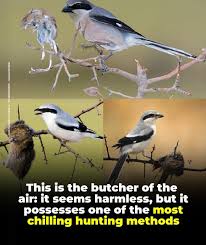 Attēlu rezultāti vaicājumam “Laniidae”