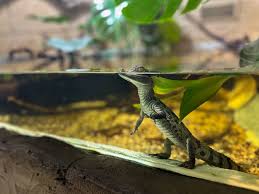 Attēlu rezultāti vaicājumam “Reptilia”