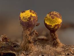 Attēlu rezultāti vaicājumam “Trichia erecta”